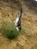 Sand Martin in Mist Net in Front of Nest Holes, UK Photographie par Mike Powles