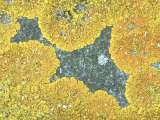 Coastal Lichen, Caithness, Scotland Lámina fotográfica por Iain Sarjeant