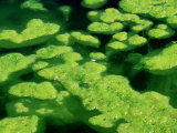 Green Algae in Freshwater Pond, Scotland Photographic Print by Iain Sarjeant