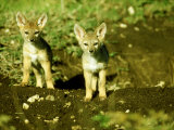 Black-Backed Jackal, Pups, Masai Mara, Kenya Photographic Print by Mike Powles