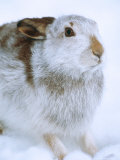 Mountain Hare or Blue Hare, Shows Coat Colour in Late January, Monadhliath Mountains, UK Photographic Print by Richard Packwood
