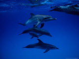 Atlantic Spotted Dolphins, Group Swimming, Bahamas Lámina fotográfica por Gerard Soury Atlantic Spotted Dolphins, Group Swimming, Bahamas Lámina fotográfica por Gerard Soury