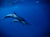 Long-Snouted Spinner Dolphin, Pair, Brazil Lámina fotográfica por Gerard Soury