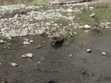 Short-Beaked Echidna, Crossing Stream, Australia Lámina fotográfica por Jen And Des Bartlett