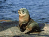 New Zealand Fur Seal, Arctocephalus Forsteri South Australia Photographic Print by Gerard Soury