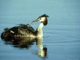 Great Crested Grebe, Carrying Chick, Gloscestershire Photographie par Mike Powles