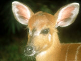 Sitatunga, Calf, Congo Republic Lámina fotográfica por Andrew Plumptre