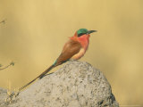 Carmine Bee-Eater, Perched on Termite Mound, Botswana Lámina fotográfica por Richard Packwood