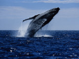 Humpback Whale, Breaching, Sea of Cortez Photographic Print by Gerard Soury