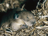 Pika, Baby in Nest, USA Photographic Print by Mary Plage