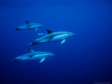 Short-Beaked Common Dolphins, Underwater, Port Lámina fotográfica por Gerard Soury Short-Beaked Common Dolphins, Underwater, Port Lámina fotográfica por Gerard Soury