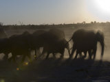 African Elephant, Herd at Dusk, Botswana Photographie par Mike Powles
