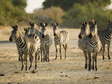 Crawshays Zebra, Small Group in Bush, Tanzania Photographie par Mike Powles