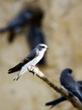 Sand Martin, Fledged Juvenile, UK Photographie par Mike Powles