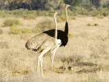 Ostrich, Male and Female with Chicks, Kenya Photographic Print by Mike Powles