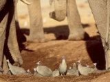 Helmeted Guineafowl at Waterhole with Elephants, Botswana Photographie par Richard Packwood