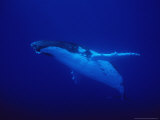 Humpback Whale, Underwater, Polynesia Photographic Print by Gerard Soury