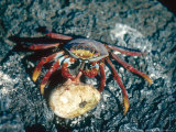 Sally Lightfoot Crab, Feeding on Penguin Egg, Galapagos Islands Photographic Print by Mary Plage