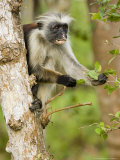 Zanzibar Red Colobus, Adult Feeding from Tree, Zanzibar Lámina fotográfica por Mike Powles Zanzibar Red Colobus, Adult Feeding from Tree, Zanzibar Lámina fotográfica por Mike Powles