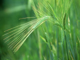 Barley in Summer, Scotland Photographic Print by Iain Sarjeant