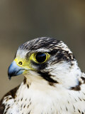 Gyr Falcon, Close up Portrait, UK Photographie par Mike Powles