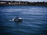 Commersons Dolphin, Porpoising, Argentina Lámina fotográfica por Gerard Soury Commersons Dolphin, Porpoising, Argentina Lámina fotográfica por Gerard Soury