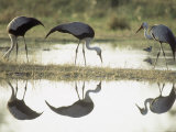 Wattled Crane, Group Feeding in Shallow Pools Formed by Khwai River, Botswana Photographie par Richard Packwood