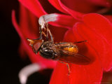 Hoverfly, Adult Feeding from Red Flower, Cambridgeshire, UK Lámina fotográfica por Keith Porter Hoverfly, Adult Feeding from Red Flower, Cambridgeshire, UK Lámina fotográfica por Keith Porter