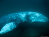 Grey Whale, Adult Swimming, Magdalena Bay Photographic Print by Gerard Soury
