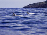 Rissos Dophins at Surface, Azores, Portugal Lámina fotográfica por Gerard Soury