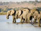 Africa Elephant, Female Group Drinking, Botswana Photographie par Mike Powles