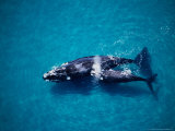 Southern Right Whale, Mother and Calf, Valdes Penins Photographic Print by Gerard Soury