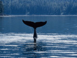 Humpback Whales, Raising Fluke Over Surface, AK, USA Photographic Print by Gerard Soury