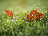 Fallen Autumn Leaf, Scotland Photographic Print by Iain Sarjeant