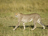 Cheetah, Female Striding, Maasai Mara, Kenya Photographie par Mike Powles