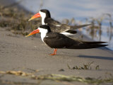 African Skimmer, Pair, Bostwana Photographie par Mike Powles