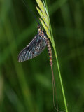 Mayfly, Resting, Didcot, UK Photographic Print by Keith Porter
