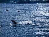 Rissos Dophins at Surface, Azores, Portugal Lámina fotográfica por Gerard Soury