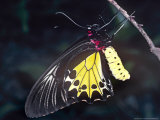 Common Birdwing Butterfly, Troides Helena Photographic Print by Alastair Shay