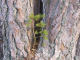 Scots Pine, Pinus Sylvestris, Rothiemurchus Photographie par Iain Sarjeant