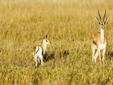 Thomsons Gazelle, Female with Youngster, Kenya Lámina fotográfica por Mike Powles Thomsons Gazelle, Female with Youngster, Kenya Lámina fotográfica por Mike Powles
