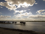 African Elephant, Herd Drinking, Botswana Photographic Print by Mike Powles