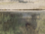 Nile Crocodile in Pool in Boteti River, Botswana Photographie par Richard Packwood