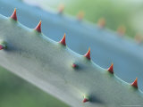 Cactus Detail, Aloe Marlotthii Photographic Print by Iain Sarjeant Cactus Detail, Aloe Marlotthii Photographic Print by Iain Sarjeant