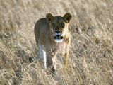 Lion, Female Staring at Camera, Kenya Photographic Print by Mike Powles