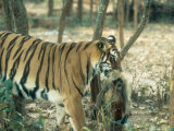 Tiger, Tigress with Kill, Orissa, India Photographic Print by Mary Plage