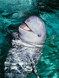 Irrawaddy Dolphins, Jaya Anca Aquarium, Indonesia Lámina fotográfica por Gerard Soury Irrawaddy Dolphins, Jaya Anca Aquarium, Indonesia Lámina fotográfica por Gerard Soury