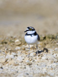 Little Ringed Plover, Male, UK Lámina fotográfica por Mike Powles Little Ringed Plover, Male, UK Lámina fotográfica por Mike Powles