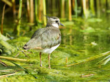 Lapwing, Adult Wading, UK Lámina fotográfica por Mike Powles Lapwing, Adult Wading, UK Lámina fotográfica por Mike Powles