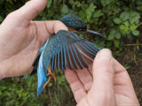 Kingfisher, Examining Primary Feathers, UK Photographie par Mike Powles